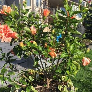 Meet your Posher, Tracy